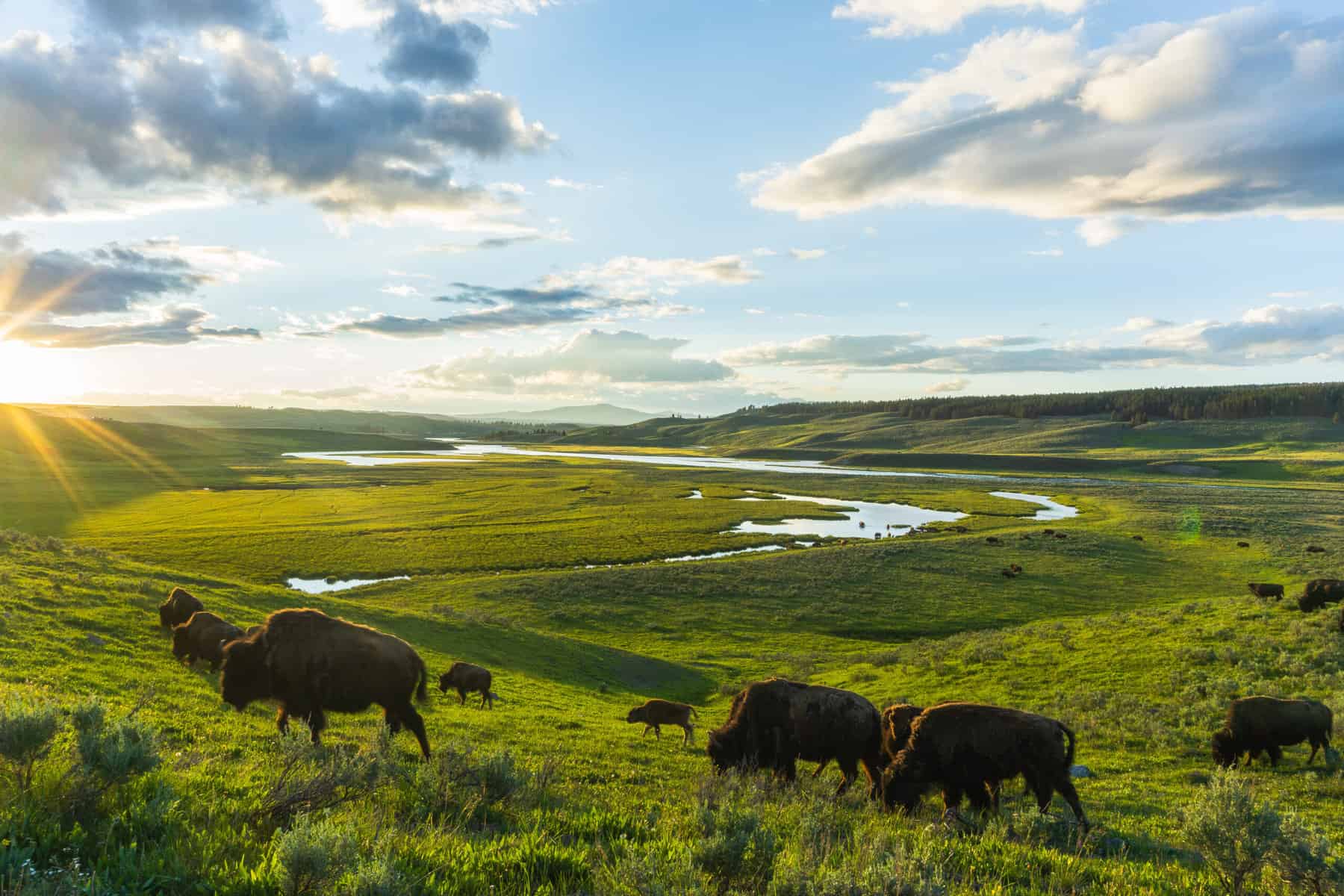 Bison grazing in a valley at Yellowstone National Park