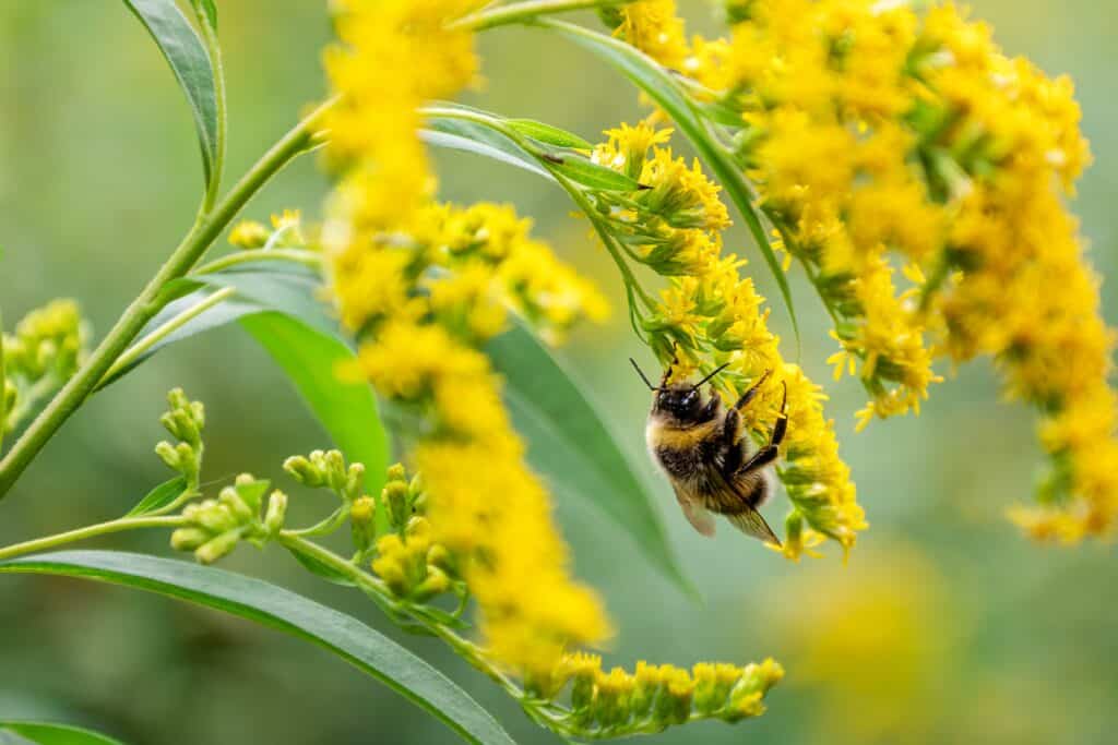 Bee collecting nectar from a yellow goldenrod flower