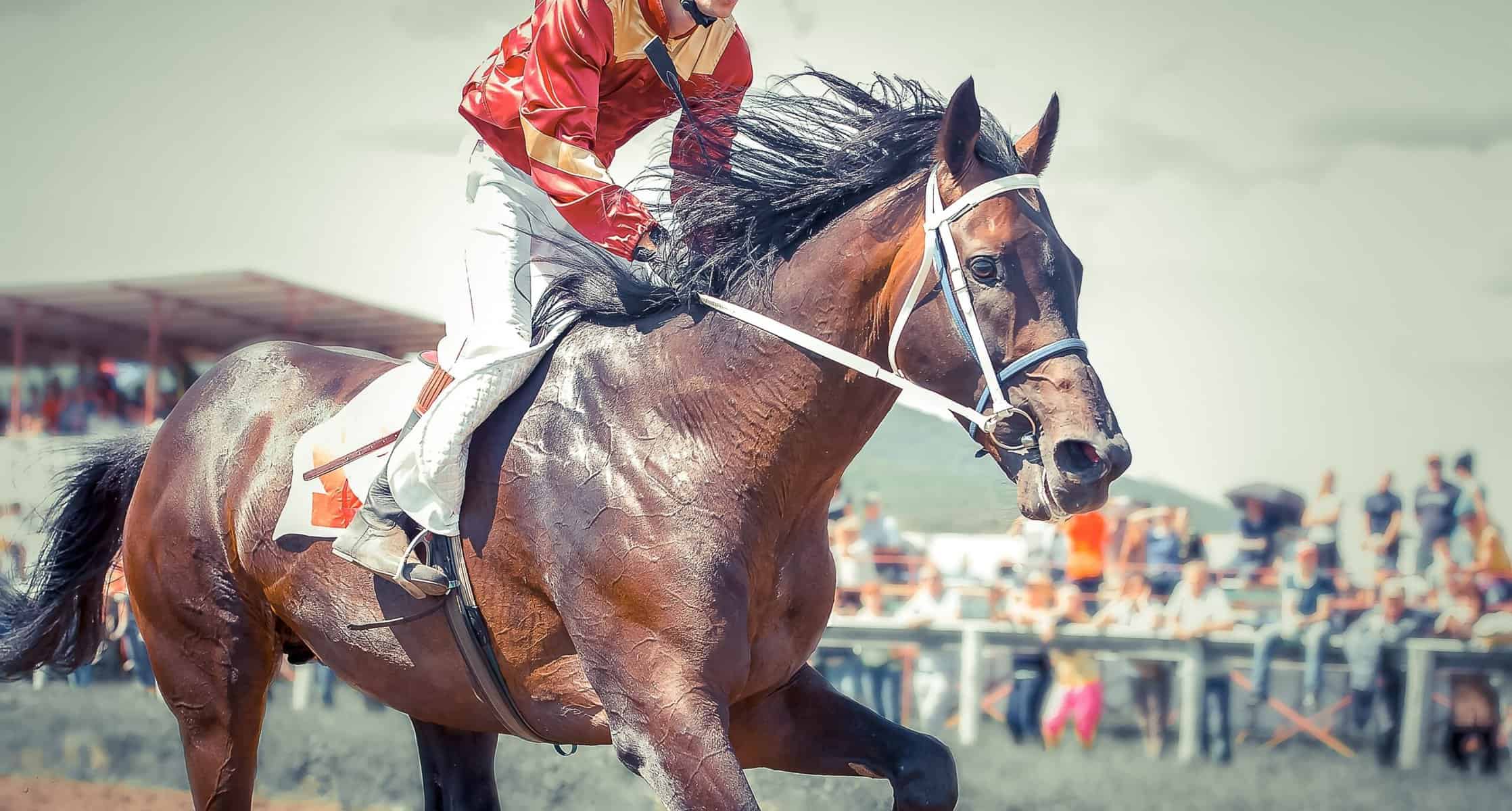 Brown racehorse running on the track