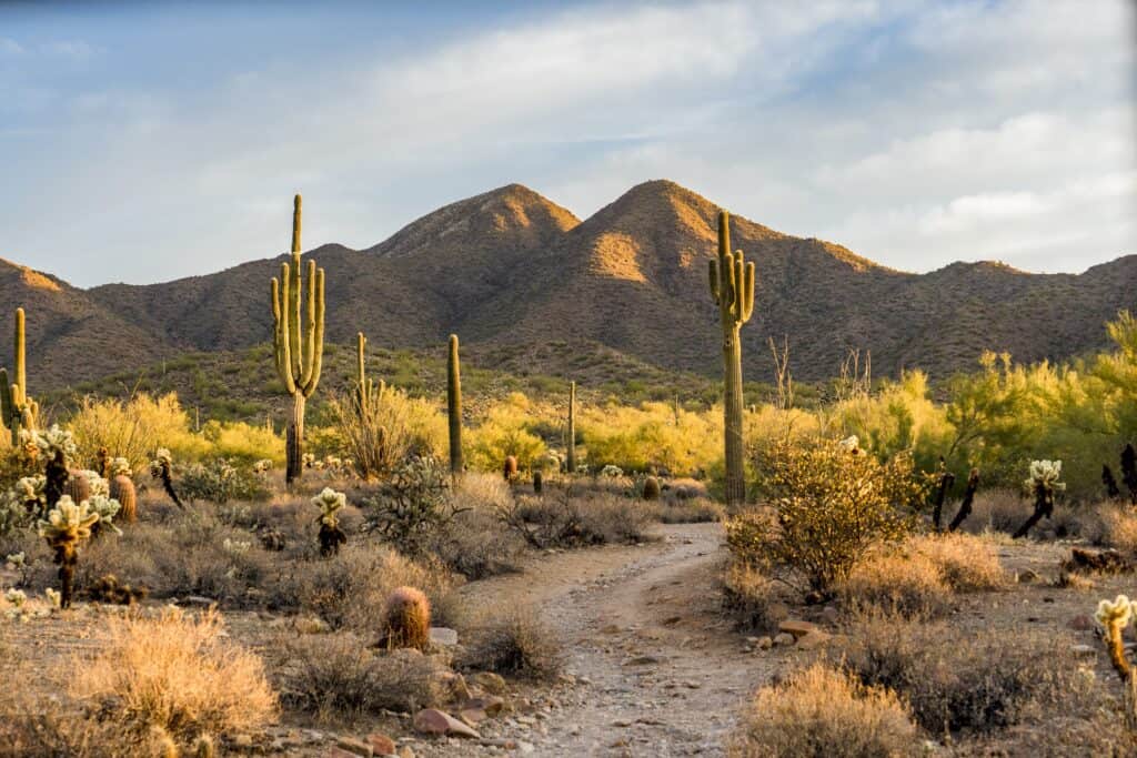 Saguaros in the Sonoran Desert in Scottsdale, AZ