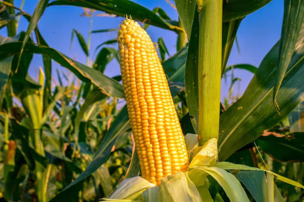 Corn in a sweet corn field