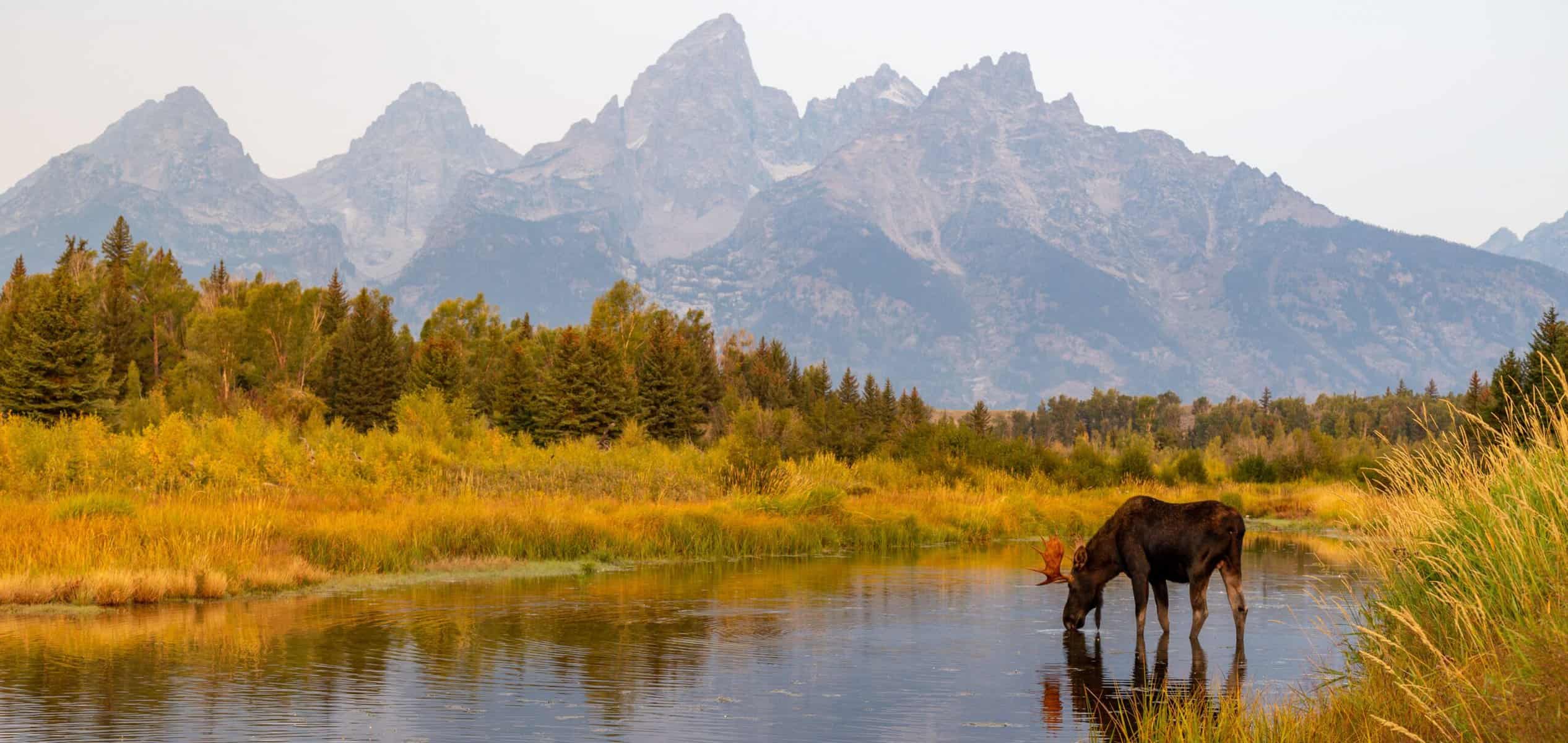 Bull moose drinking from a stream in Grand Teton