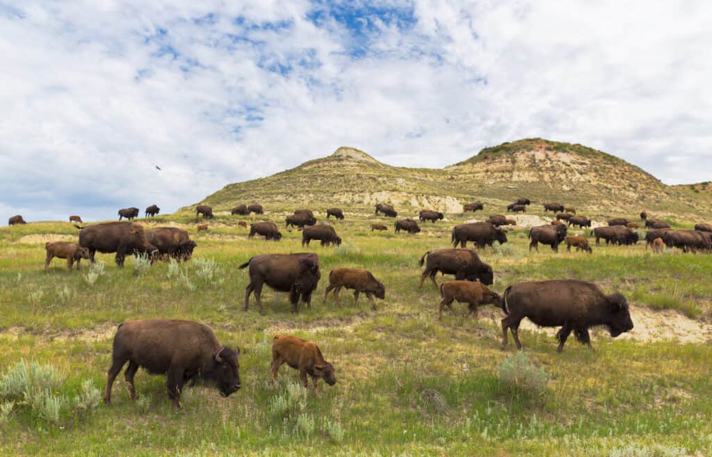 Herd of bison grazing on a green hill in North Dakota