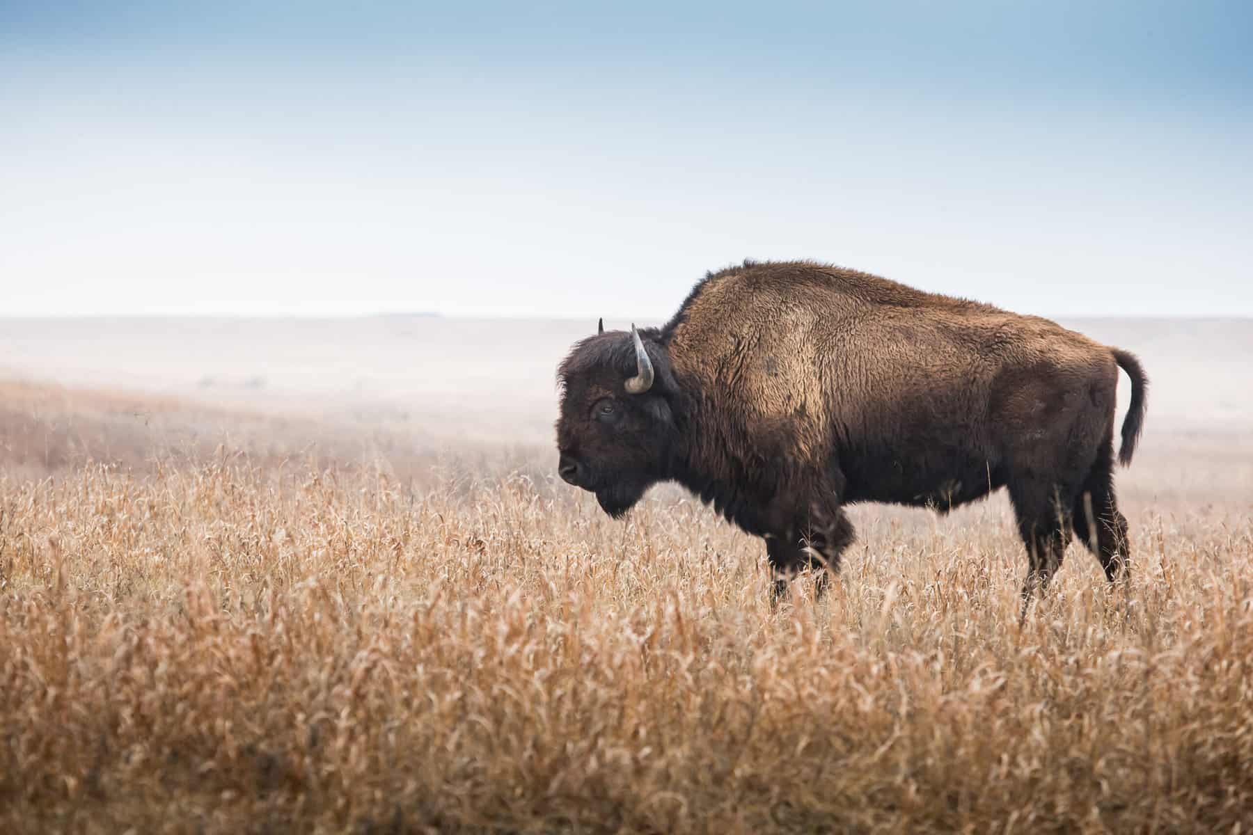 American bison standing in a tall grass prairie