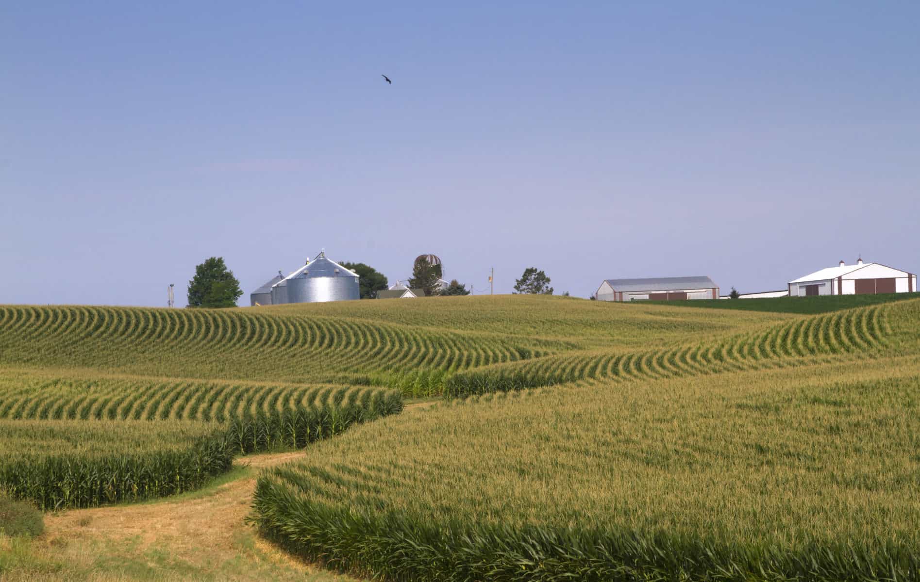 Corn field in Iowa under a blue sky