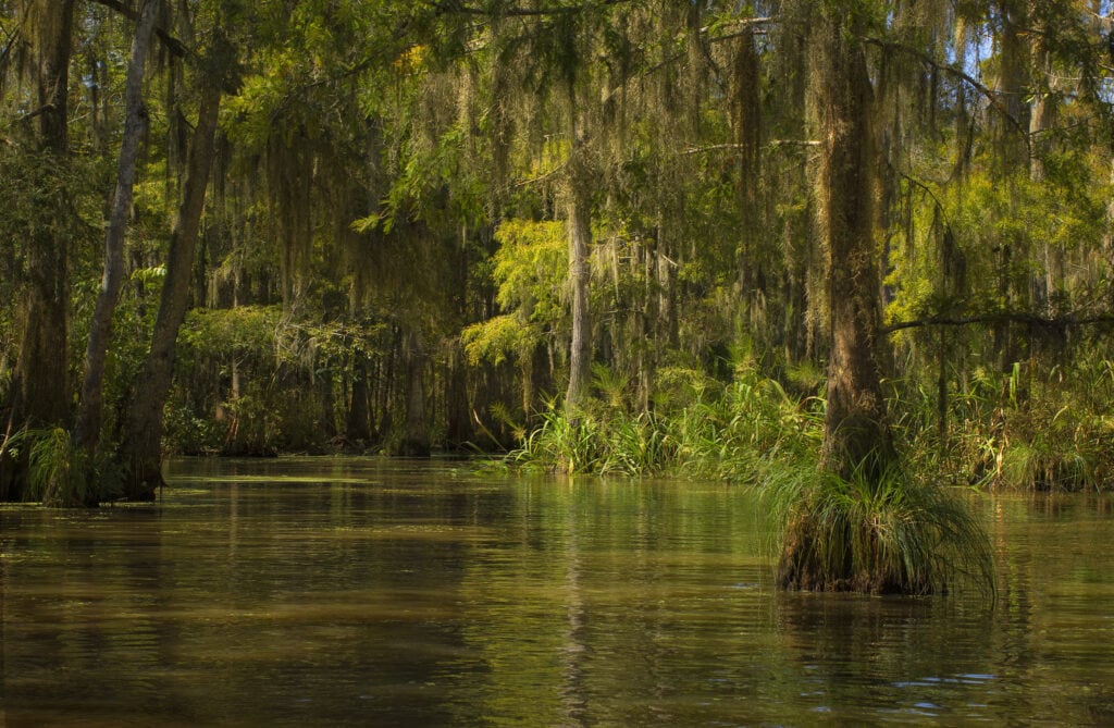Photo of the bayou in Honey Island Swamp.