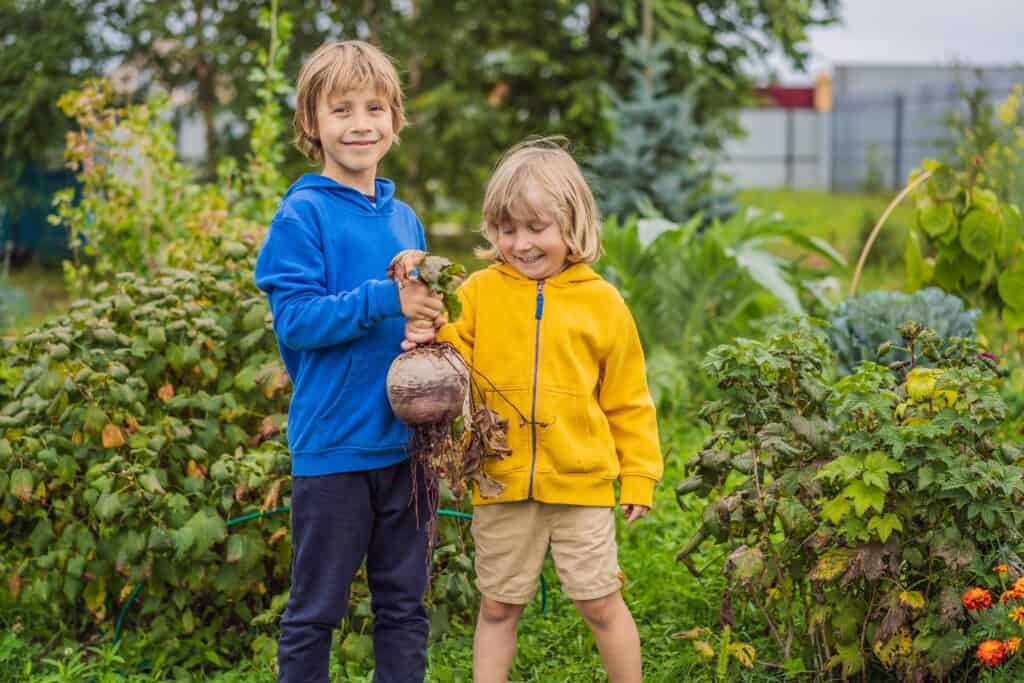 Two little boys holding a very large beet in their garden.