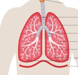 Anatomic cartoon of lungs