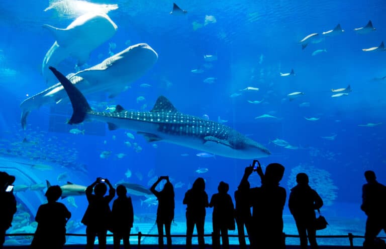 People at the aquarium watching the shark tank
