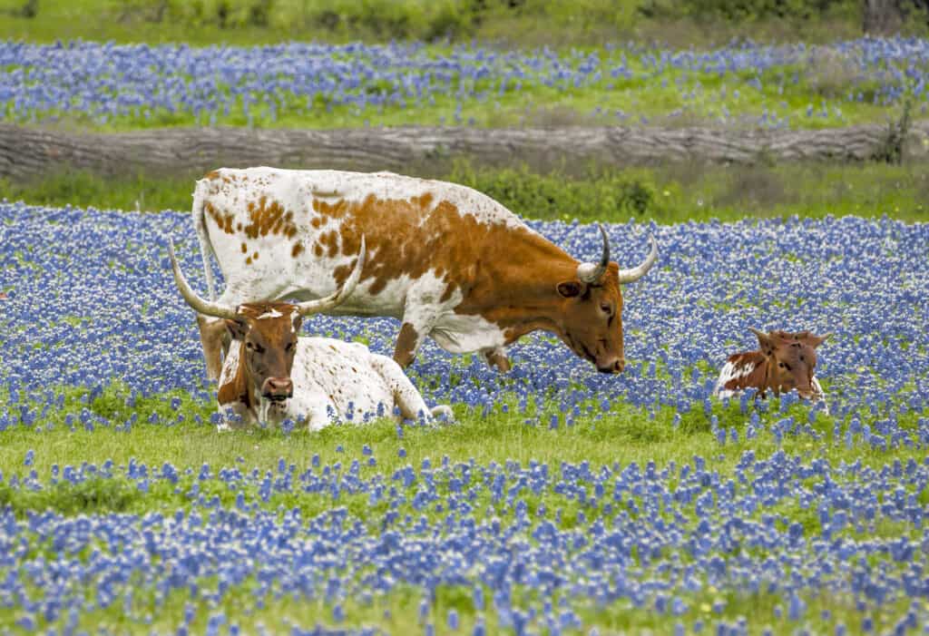 Three Texas longhorns in a field of bluebonnet flowers