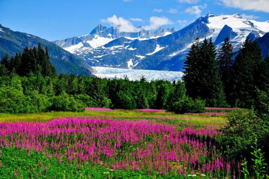 Mountain meadow scenery