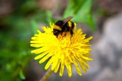 Rusty Patched Bumblebee