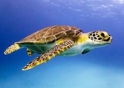 Hawksbill Turtle