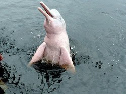 Amazon River Dolphin
