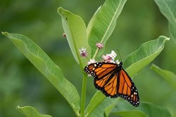 Monarch Butterfly