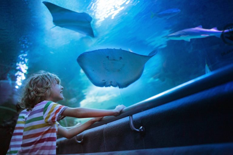 Child-Led Learning in Homeschooling